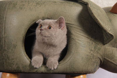 High angle portrait of cat by kitten
