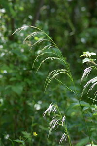 Close-up of fresh green plant