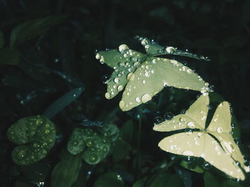 Close-up of wet plant leaves during rainy season