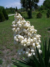 Close-up of fresh flowers on tree