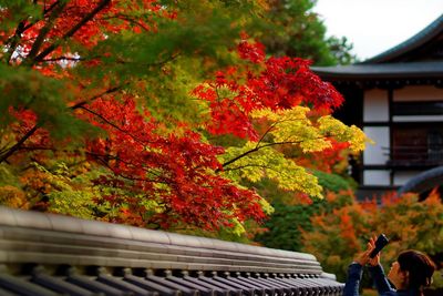 Close-up of flower tree in autumn