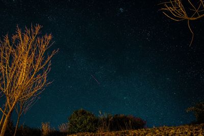 Low angle view of trees against sky at night