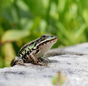 Close-up of lizard on rock