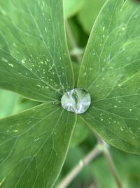 Close-up of raindrops on leaf