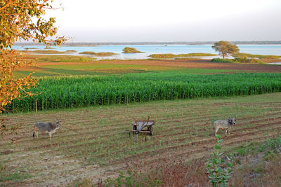 View of sheep on field