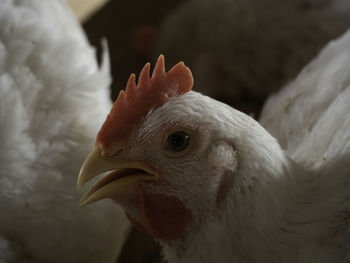 Close-up of a bird