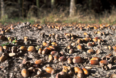 Close-up of stones on field