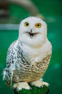 Portrait of owl perching outdoors