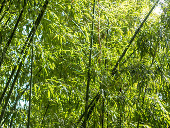 Low angle view of trees