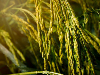 Close-up of crops growing on farm