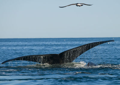 Bird flying over sea against clear sky