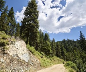 Scenic view of pine trees against sky