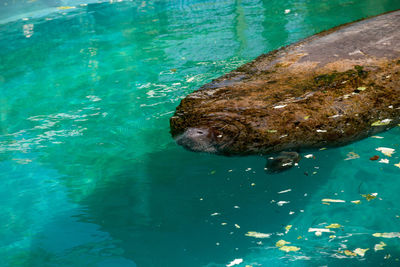 High angle view of turtle in sea