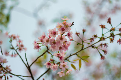  wild himalayan cherry with color is pink in the phu lom lo tourist attraction loei province thailand