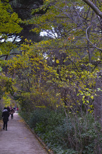 Footpath amidst trees