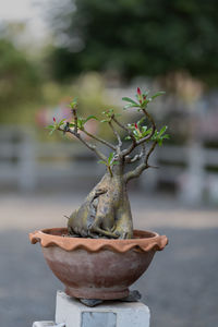 bonsai