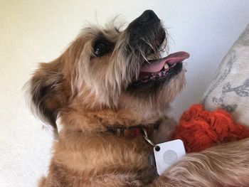 Close-up of dog looking at home