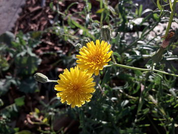 Close-up of yellow flowers blooming outdoors