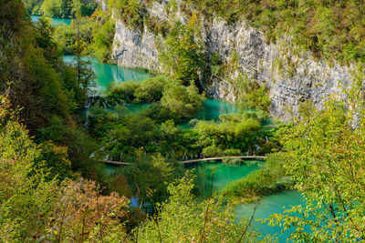 Scenic view of lake in forest