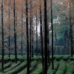 Trees in forest