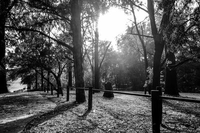 Trees in park