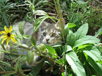 Portrait of kitten on a plant