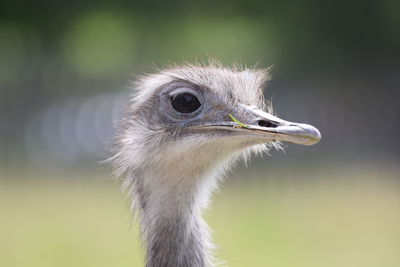 Close-up of ostrich against blurred background