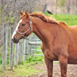 Horses standing in field