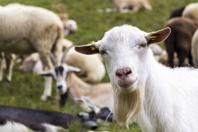 Portrait of a sheep on field