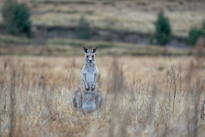 Portrait of giraffe on field