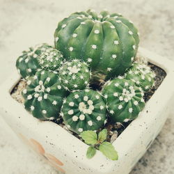High angle view of succulent plant on table