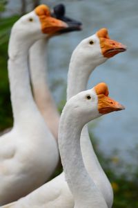 Close-up of swans