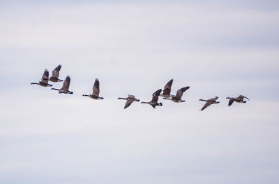 Low angle view of canada geese flying against sky