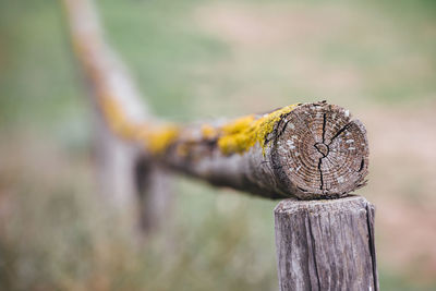 Close-up of wooden post