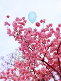 Low angle view of pink flower tree against sky