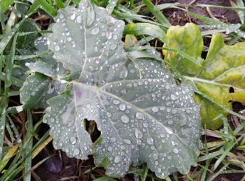 Close-up of wet plants