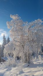 Frozen trees on field against blue sky