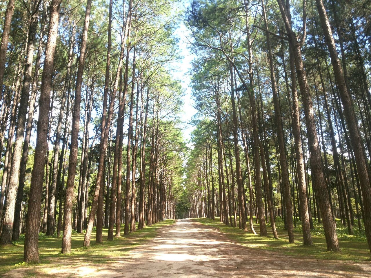 tree, the way forward, diminishing perspective, treelined, vanishing point, tranquility, tree trunk, tranquil scene, growth, nature, forest, footpath, dirt road, beauty in nature, road, scenics, pathway, narrow, woodland, green color