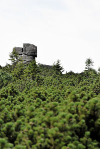 Low angle view of trees against clear sky