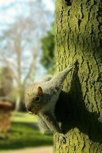 Close-up of squirrels on the tree