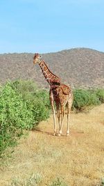 Horse standing on field against clear sky