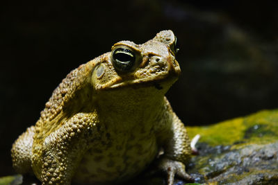 Close-up of frog on rock