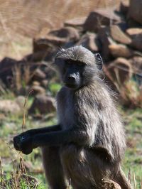 Close-up of monkey sitting on grass