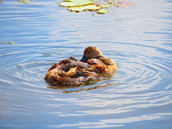 High angle view of ducks in water