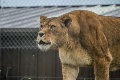 Cat looking away in zoo