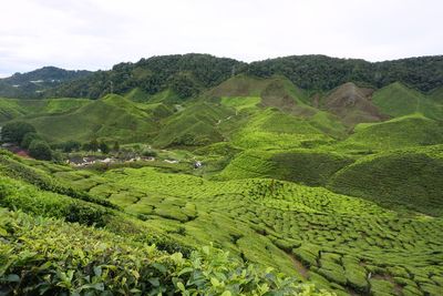 Tea plantation at cameron highlands, malaysia