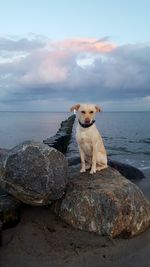 Dog sitting on rock by sea against sky