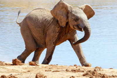 Elephant standing at beach