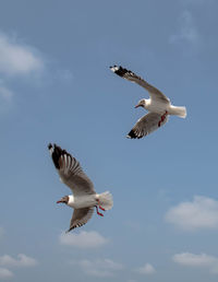 Seagulls flying on the beautiful clear sky, chasing after food that feed on them.
