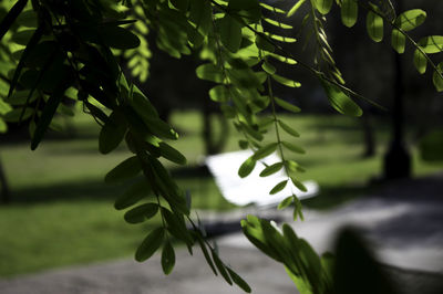 Close-up of fresh green leaves